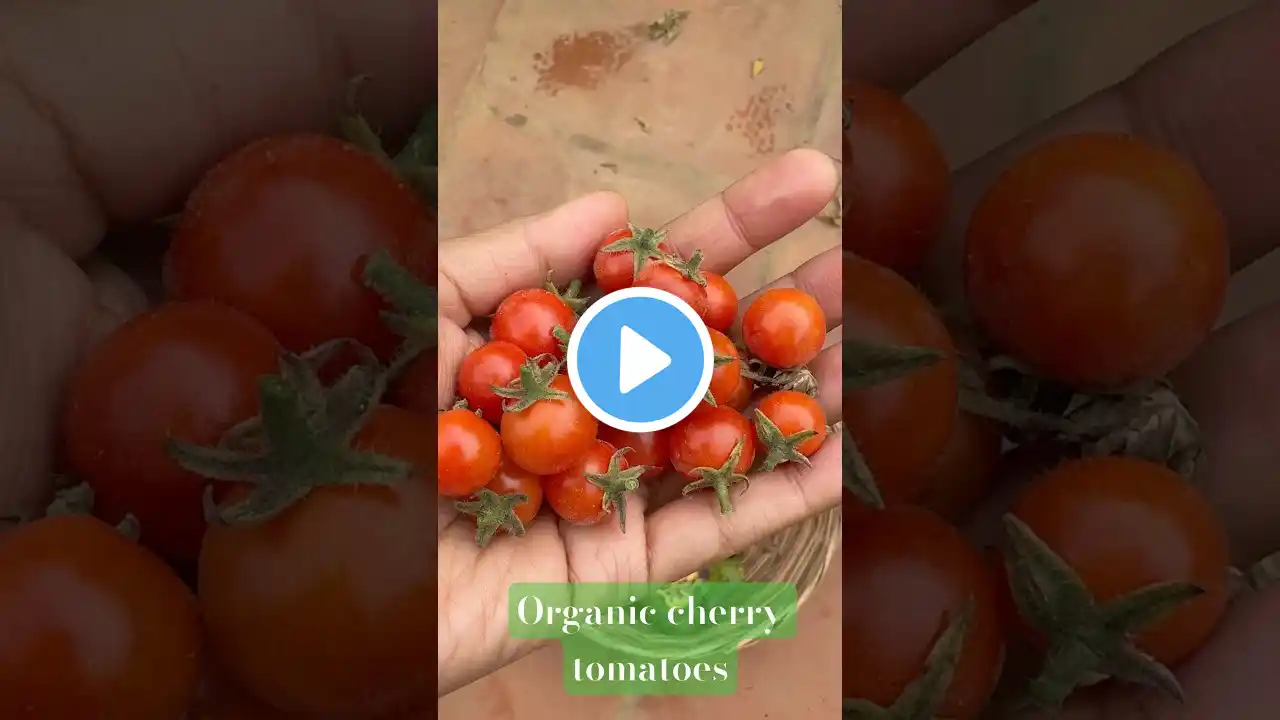 Organic cherry tomatoes from terrace garden #mygreenishnest #garden #terracegardeningathome