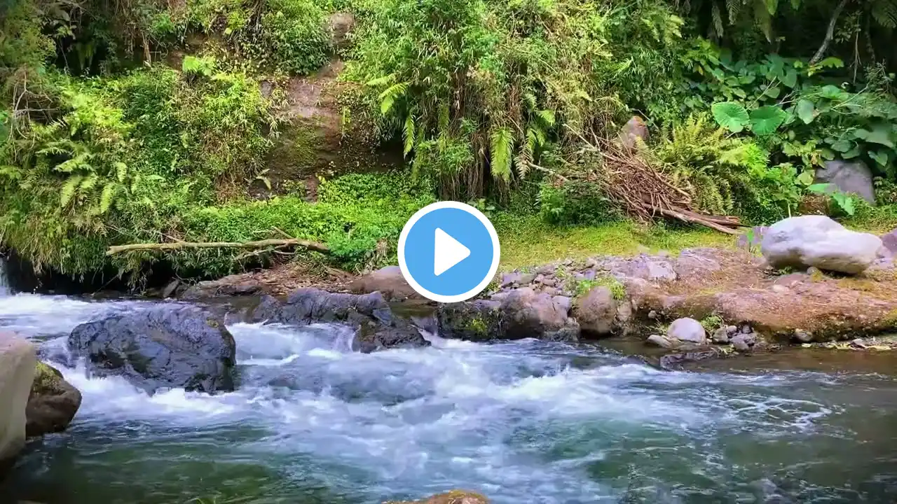 Mount Stream Forest River Relaxing water sound, Nature white noise, river sound for sleeping