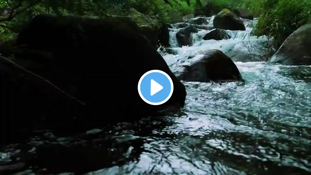 Deep Sleep Nature Sounds | Gentle River Flow & Forest Birds Chirping ASMR Live for Relaxation