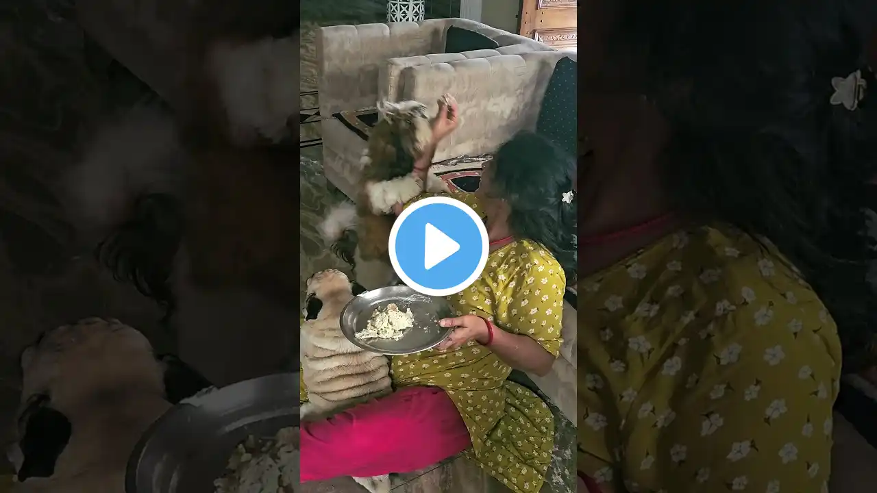 ek hi thali k do chatte batte 😆🐶 #shorts #pug #shihtzu ‪@Kiwi-D_Shihtzu‬ #comedy #dogcare #puppy #yt