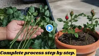 How to grow rose from cuttings, best result of rose cutting, rose cutting 100% result, grow rose