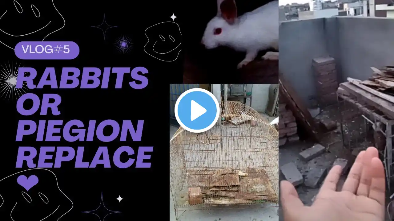 Rabbits or piegions ka new ghar 🏠🖤 | Live food banai