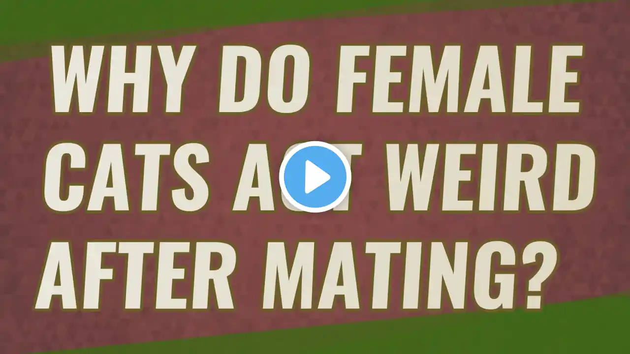 Why do female cats act weird after mating?