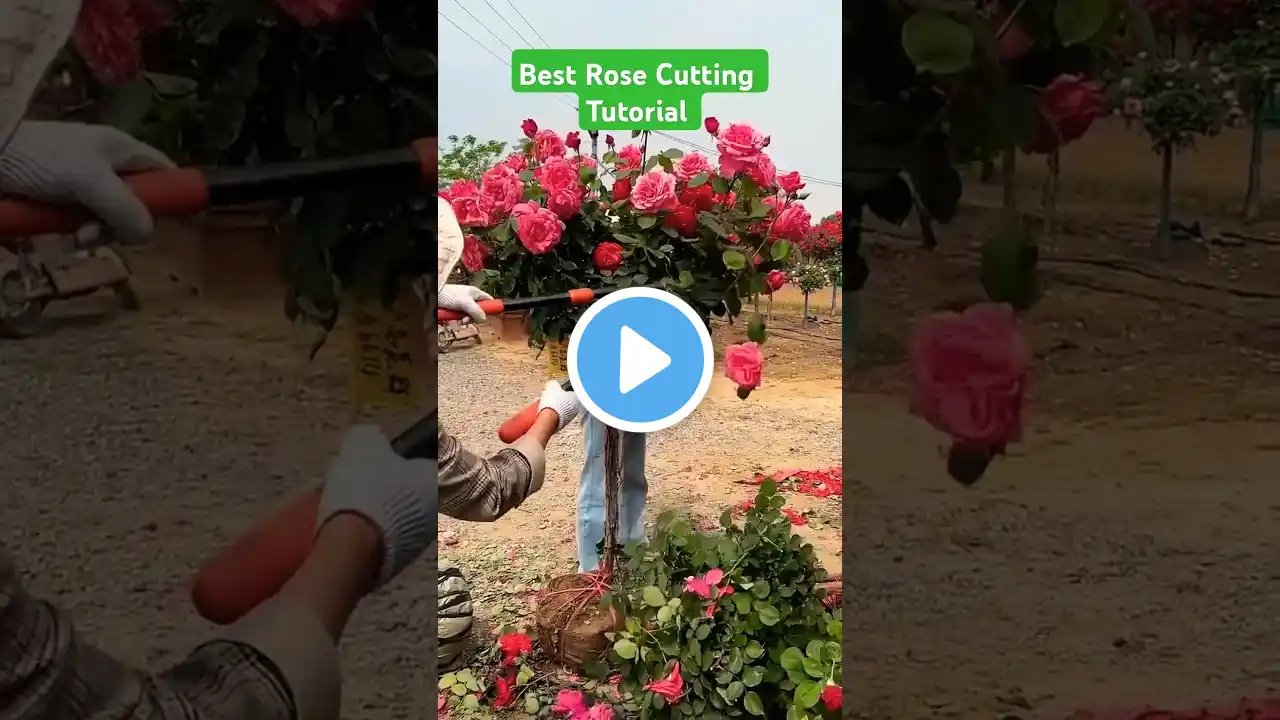 Best Rose Cutting Tutorial - Flower Crown Ideas #shorts #shortsfeed #garden #rose #roseflower #roses