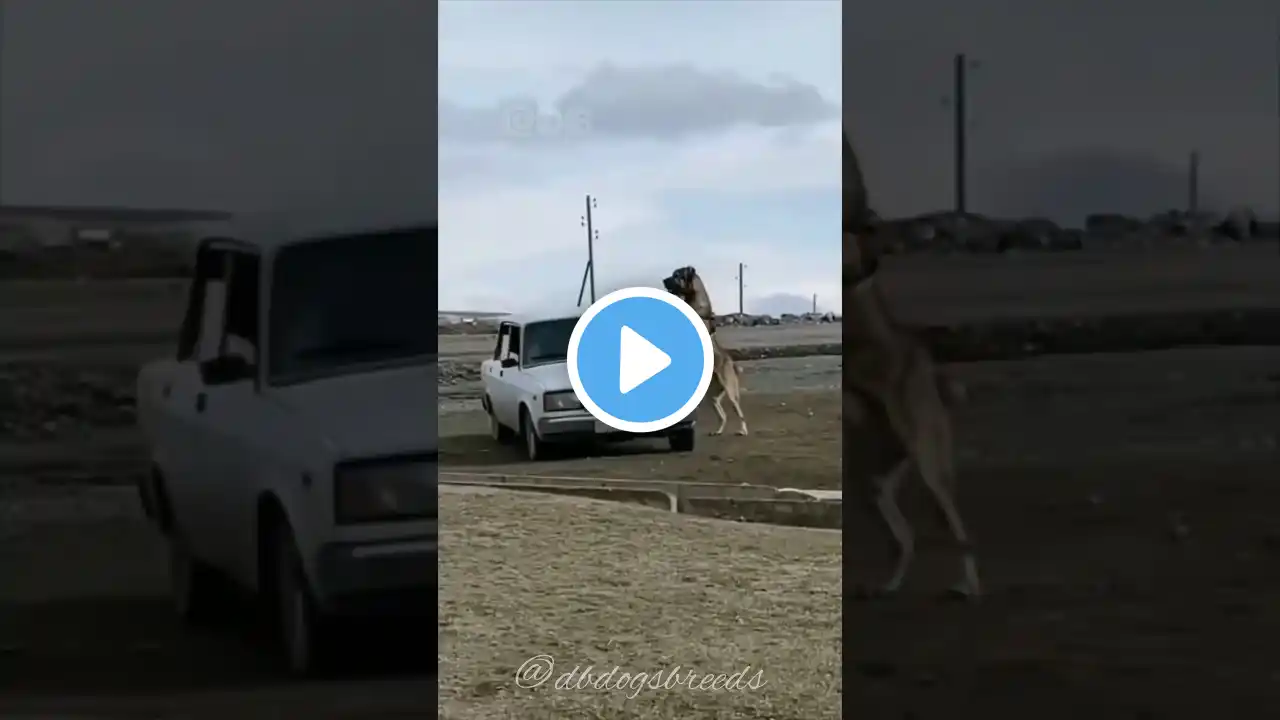 दुनिया के सबसे खतरनाक कुत्ते की नस्लें // Most deadliest dog breeds in the world 👿🔱 // #shorts