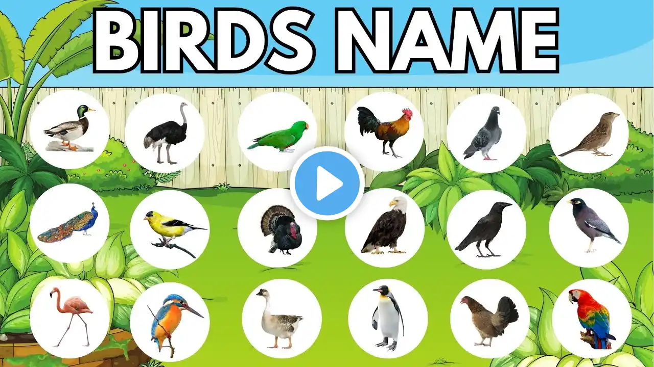 Birds Name | Birds Name in English | birds name with spelling pictures | Kids Vocabulary | Birds