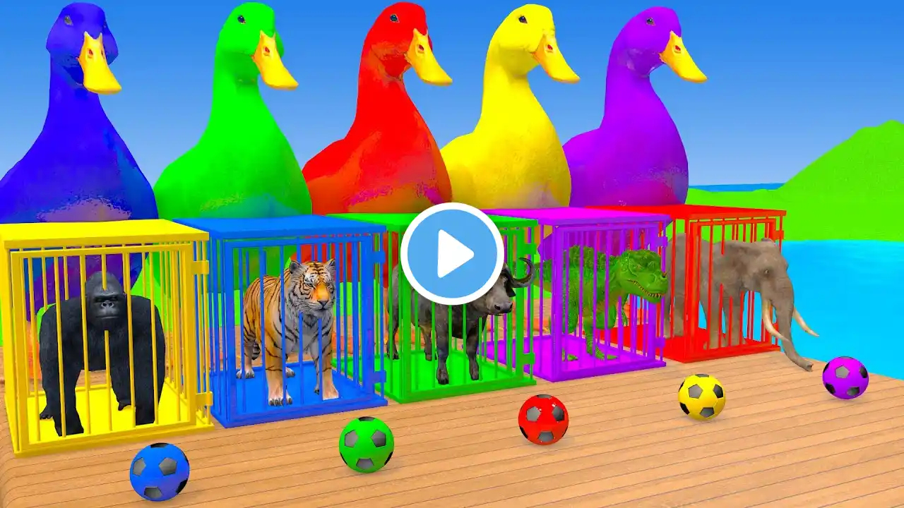 5 Giant Duck Cartoon,Cow,Elephant,Tiger,Lion,Dinosaur,Paint Wild Animals Crossing Fountain Animation