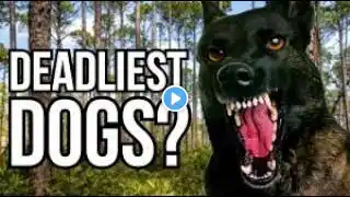 Top 5 Most Dangerous Dog Breeds You’ve Never Heard Of