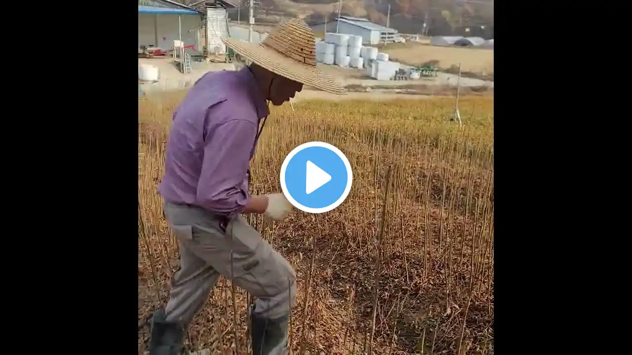 #나무심기#식목일#묘목#탱자가라사대 #가죽나무#