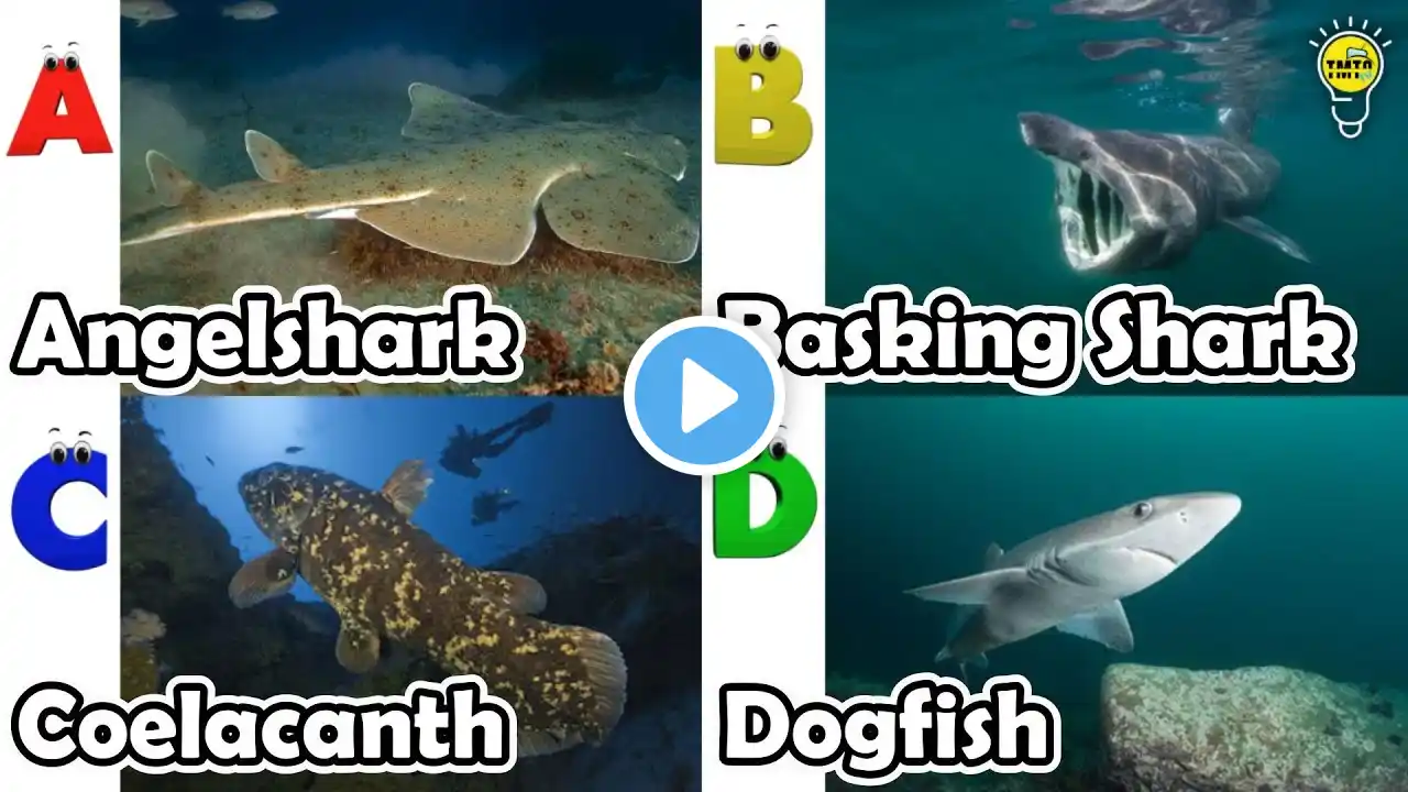 ABC phonics animals | ABC Sea Animals song | English and Animals for Kids | Alphabets Kids Song