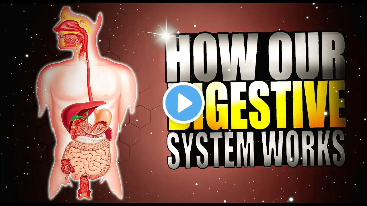 HOW OUR DIGESTIVE SYSTEM WORKS| How does your body turn food into poop?