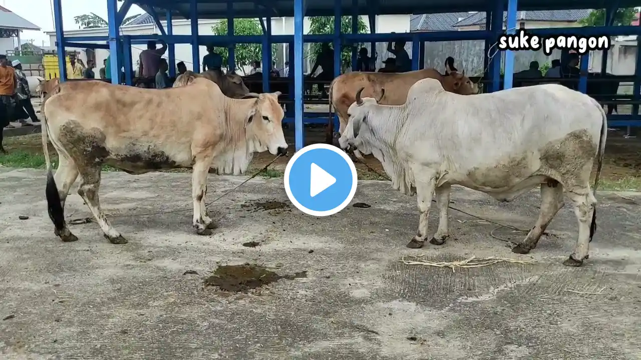 Sapi Jumbo, Sapi Lucu, sapi warna warni sapi brahman, Cow Videos, Big Cow