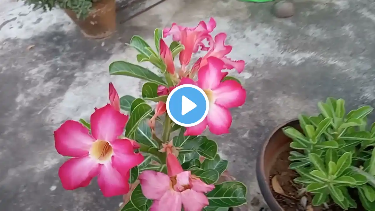 Our Adenium Flowers ‪@kumarisolai276‬ #shorts