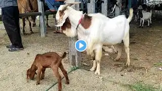 Sapi Jumbo, Sapi Lucu, sapi brahman, kambing lucu, kambing boer, Cow Videos, Big Cow, goat