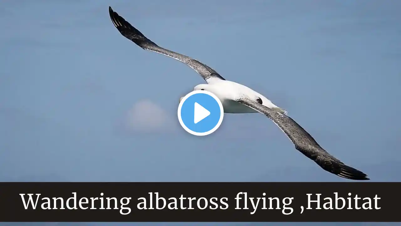 Wandering albatross flying || Wandering Albatross Habitat || wandering albatross size