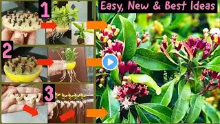 New & Best Ideas:How to grow clove spice plants from seeds|Growing Clove Plant|Laung|New|Diygarden