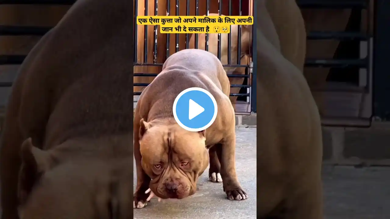 एक ऐसा कुत्ता जो अपने मालिक के लिए अपनी जान भी दे सकता है😲🥺|#pitbull #dog#facts #shorts#shortsvideo