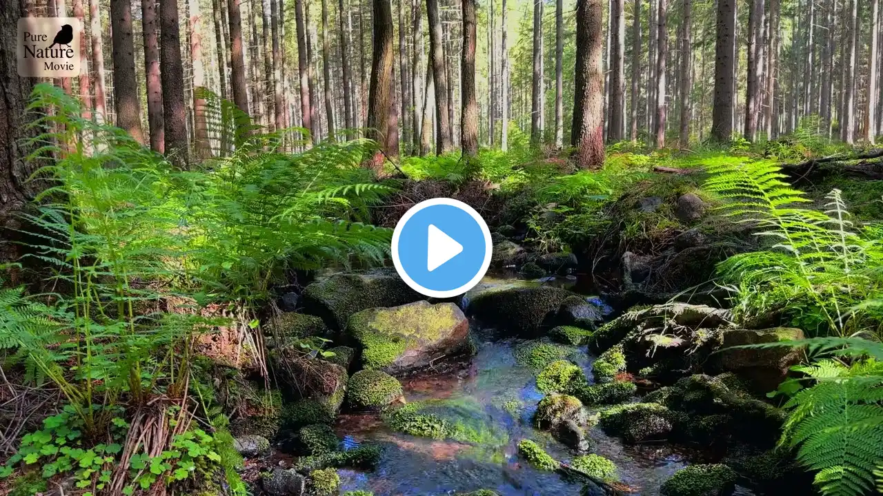 Relaxing, Meditation Pure Nature Sounds: Healing River, Waterfall, Forest, Birds and Romantic piano