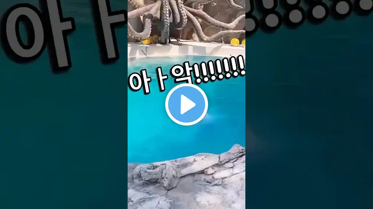 #캐리비안베이 #🏊♂️🌊 #다이빙