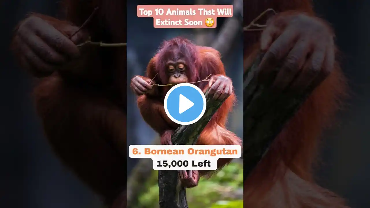 Top 10 Animals That Will Extinct Soon 😳 #shorts #viral #trending