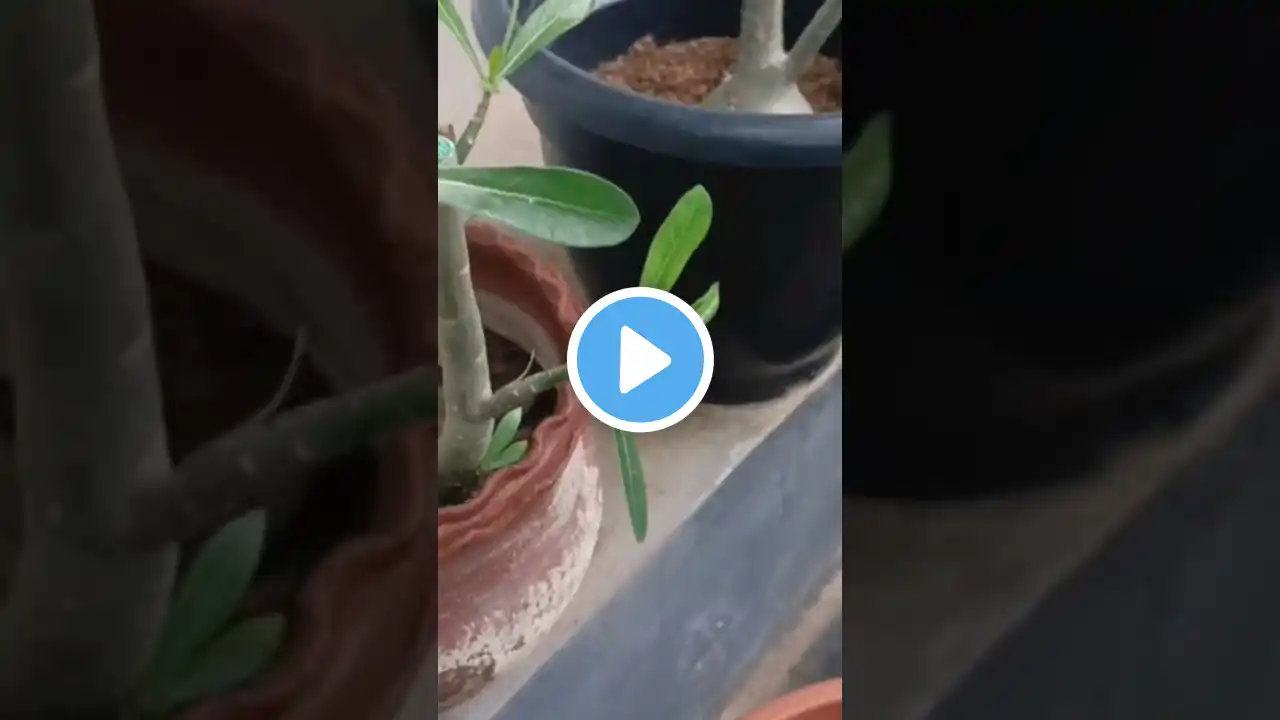 pruning കഴിഞ്ഞ് ഉപയോഗിക്കേണ്ട വളം|ADENIUM PLANT CARE | #shorts #shortsfeed #adenium #adeniumcare