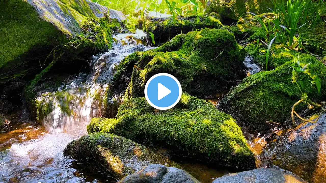 Soothing Woodland Creek 🍃 | Gentle Flowing Water for Stress Relief & Meditation