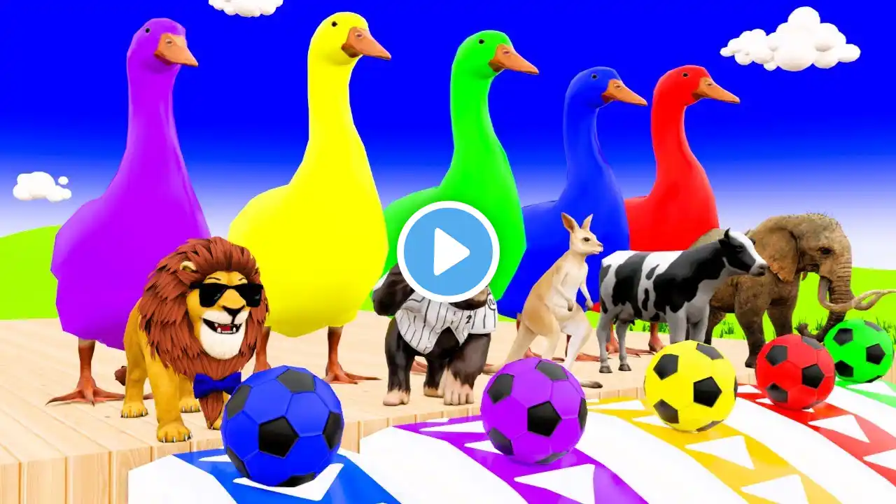 5 Giant Duck Cartoon,Cow,Elephant,Tiger,Lion,Gorilla, Paint Wild Animals Crossing Fountain Animation