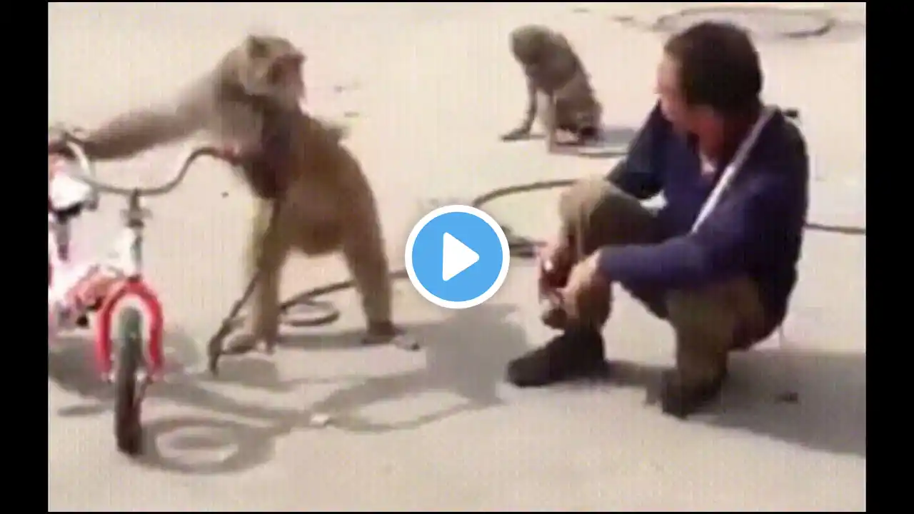 Funniest Monkey cute and funny monkey videos