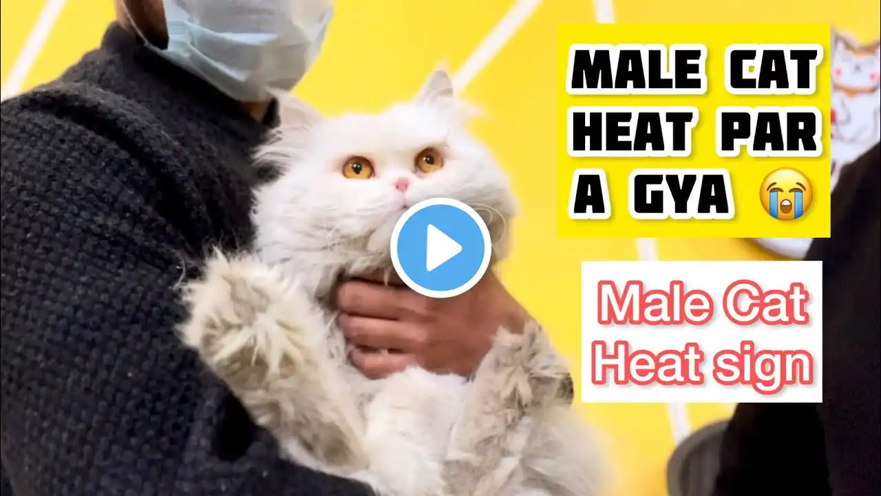 My Male Cat in Heat | Male Cat Heat sign & symptoms  | Male Cat heat Sound | Male Cat Calling Female