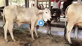 Suara Hewan Lucu - Sapi Moo, Kerbau Lucu, Kambing Mbek, Sapi Potong Buffalo Kambing Joget, Angry Cow