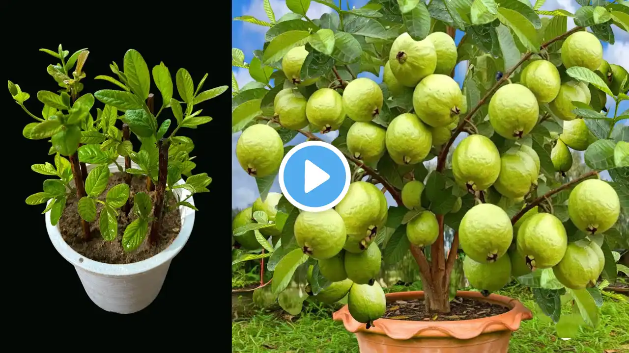 Grow Guava Trees Fast With Aloe Vera And Planted in sand, best Idea for growing guavas trees