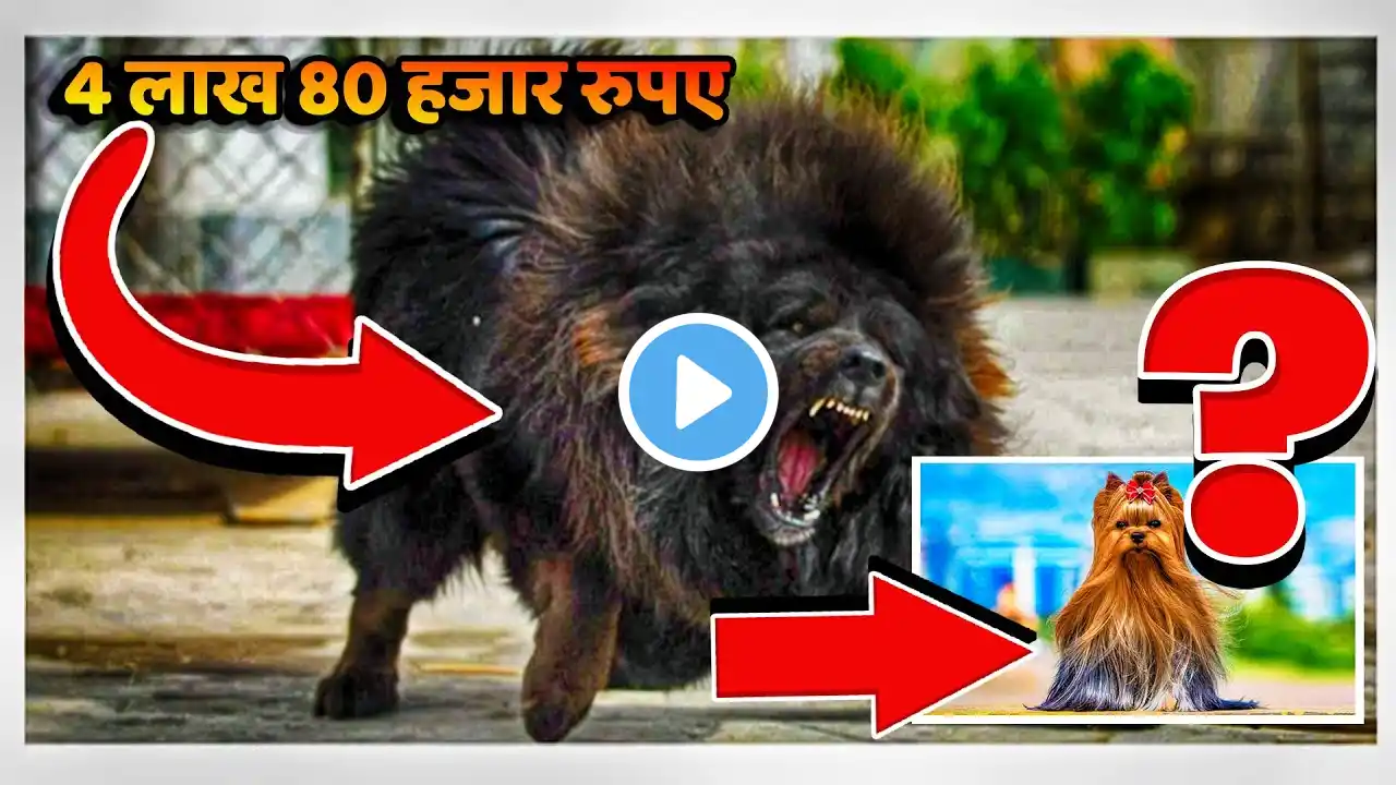 ये हैं दुनिया के 10 सबसे महंगी नस्ल के डॉग्स | most expensive dogs in the world