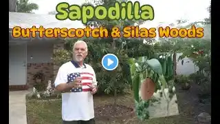 "Sapodilla tree comparison: Butterscotch vs Silas Woods Tree- Which One Will You Choose?"