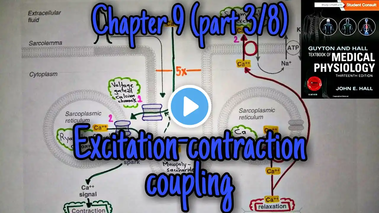 Excitation-contraction coupling-heart chapter 9 (part 3) guyton and hall  physiology