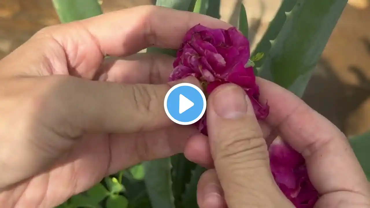 Grow Red Roses From Buds With Aloe Vera 100% Success