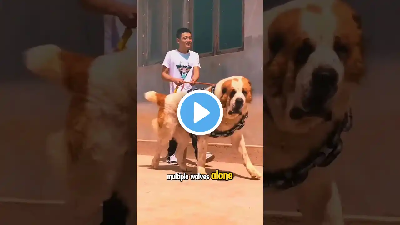 most dangerous dogs breeds !! ЁЯРХ ЁЯР╢ #shorts
