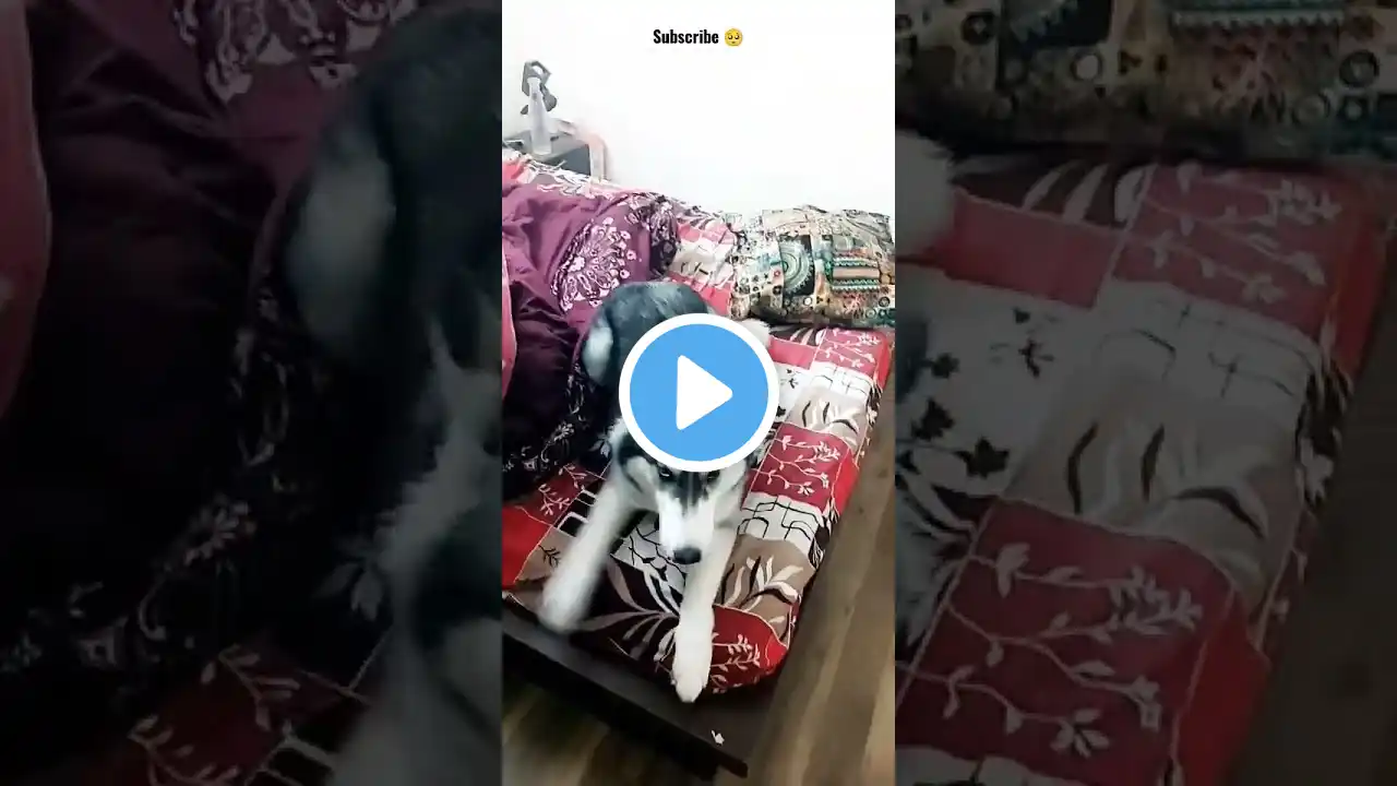 Meet power house 🤣❤️#shorts #doglover #dog #pet #funny #love #video #viral @bebo_thehuskygirl42