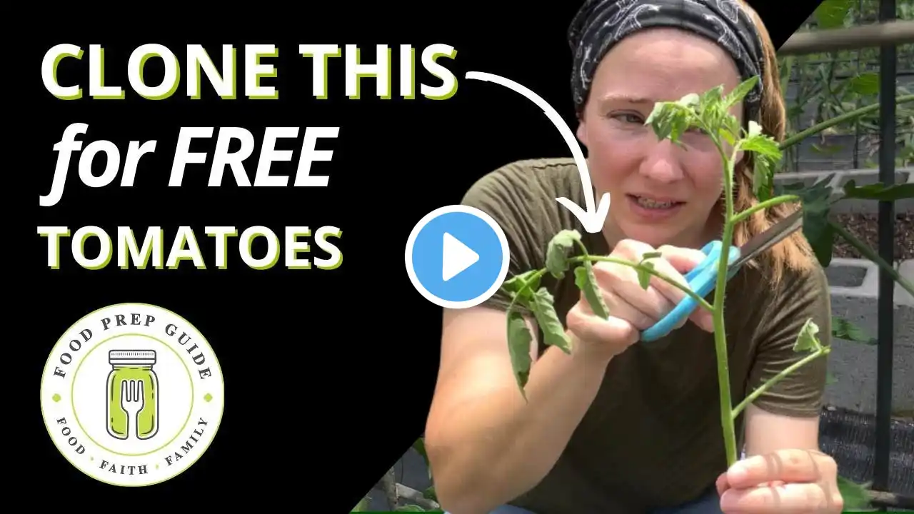 How to Propagate Tomatoes Step by Step 🍅