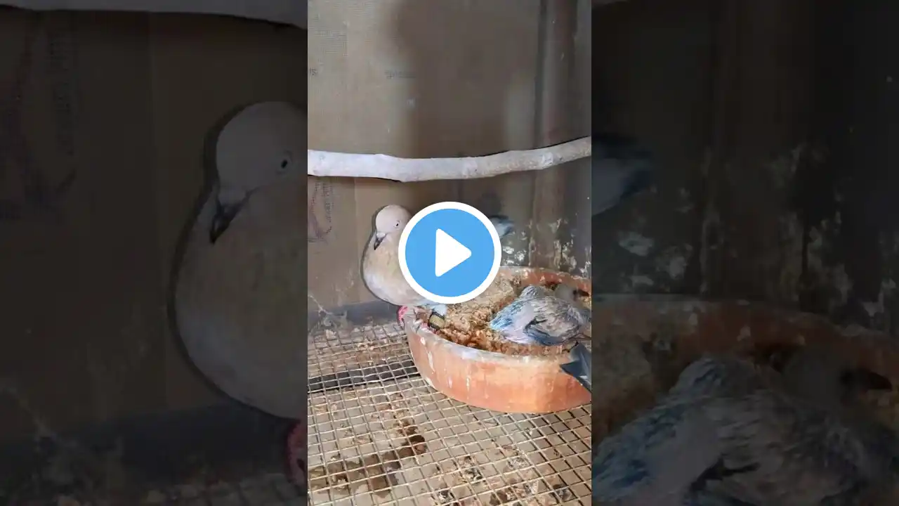 Apna Shok 🔥 #shorts #pigeon #pigeonlover #kabootar #youtubeshorts #trending #ytshorts #shortvideo