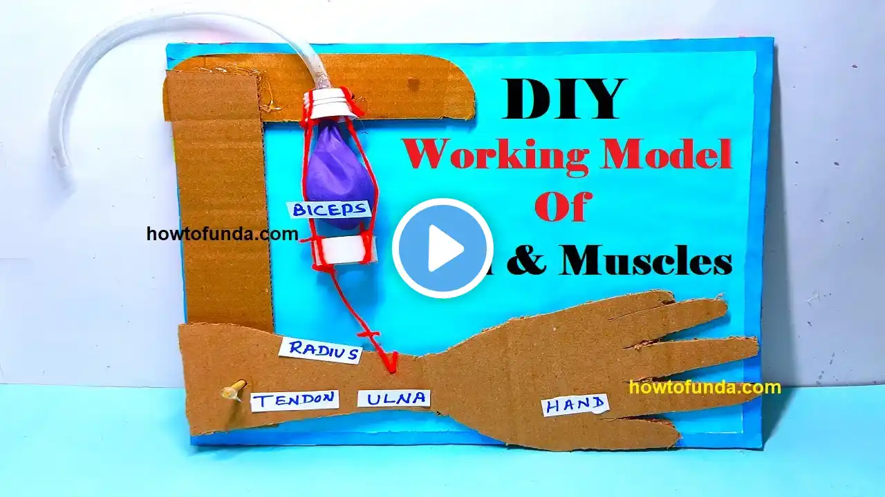 working model of arm and muscles for science project for science exhibition - easy diy - howtofunda