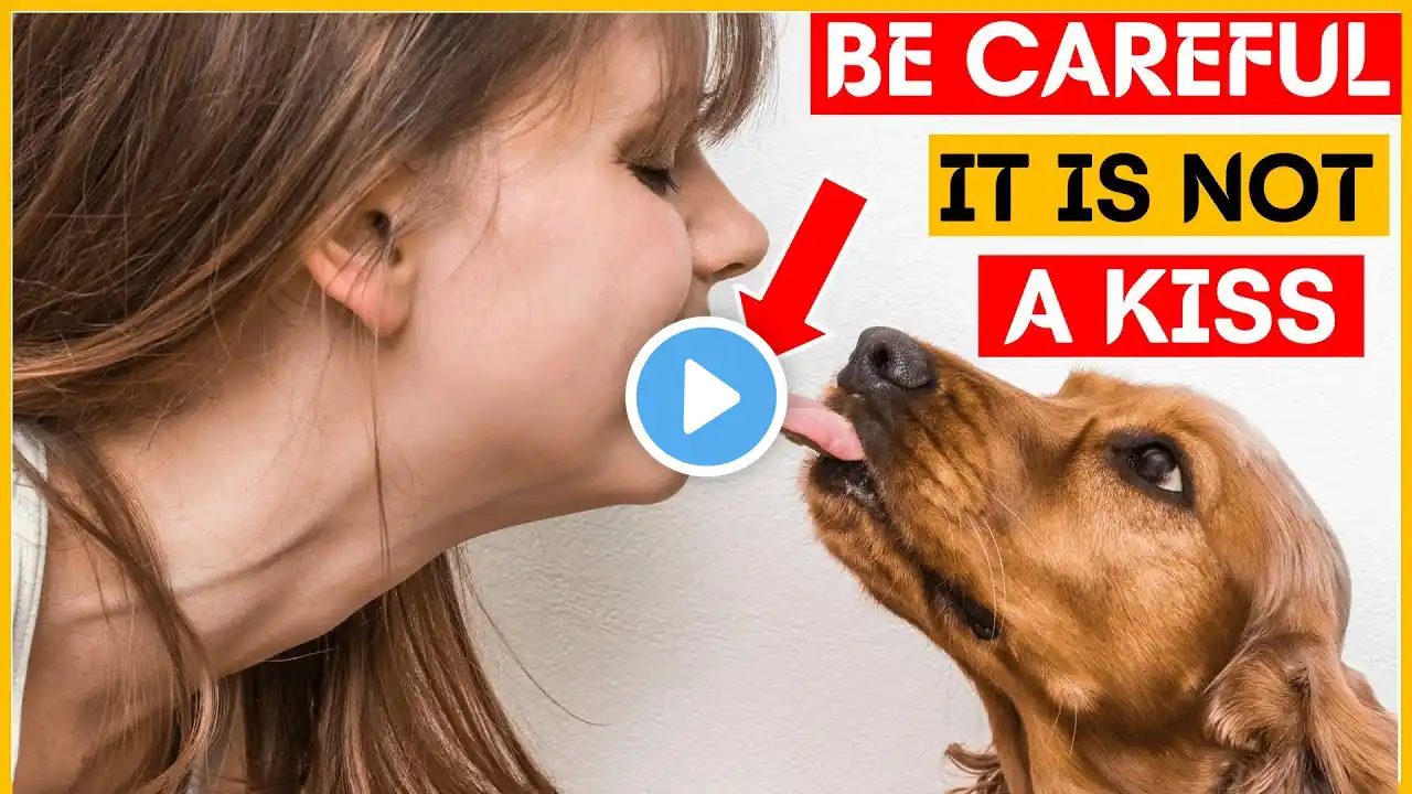 The Real Reason Dogs LICK YOU Is DISGUSTING