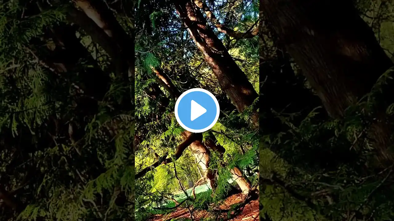 Forest Birdsong - Relaxing Nature Sounds - Birds Chirping - REALTIME #shorts