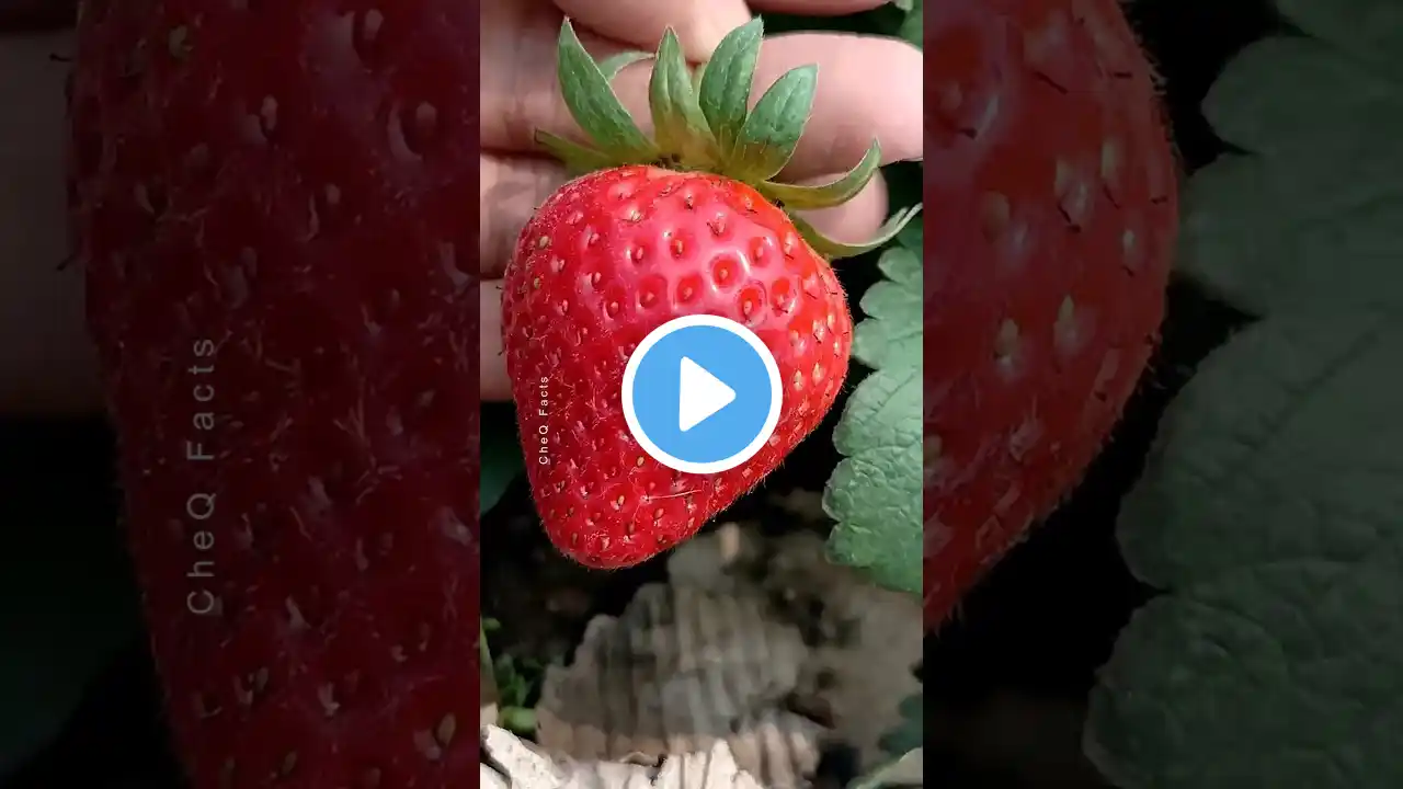 How to Grow Strawberry Plants at Home 🍓 #plants #farming #shorts