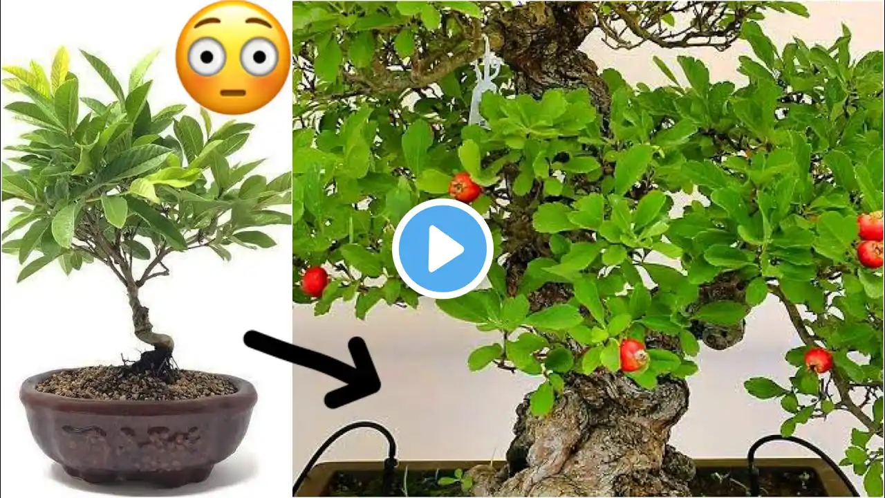 😳How to grow guava new unique techniques