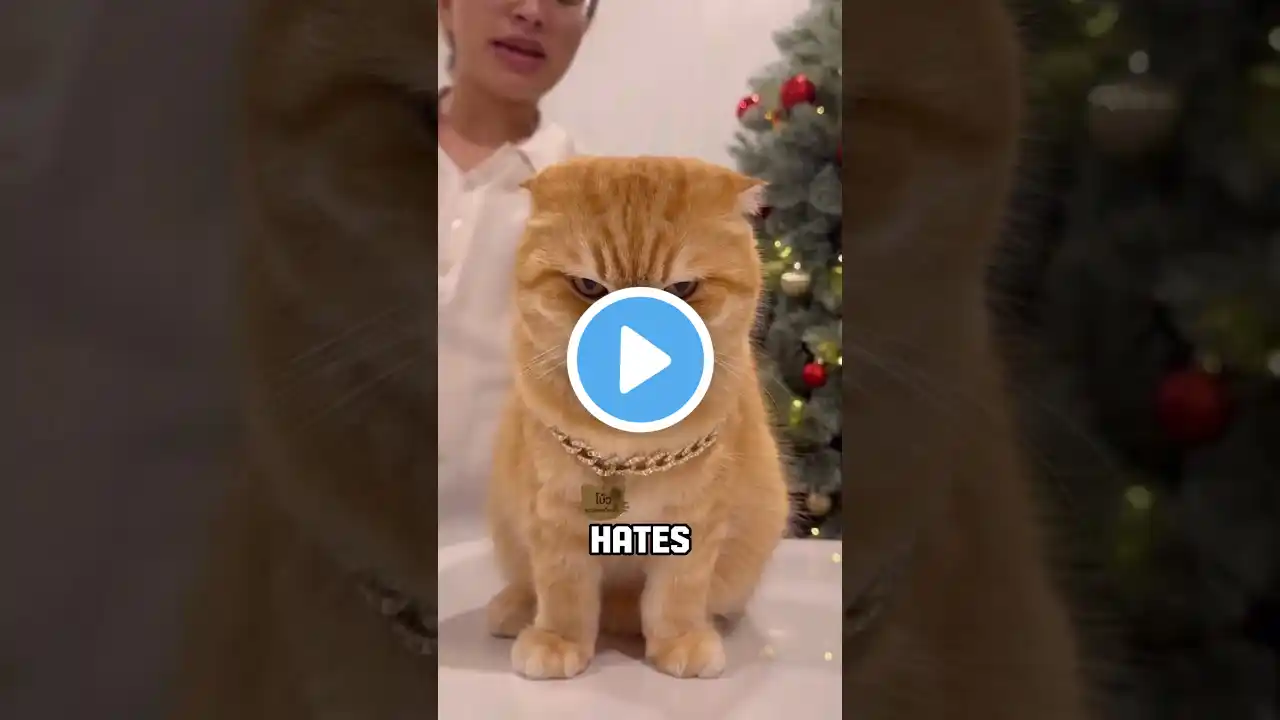 5 Signs Your Cat Hates You