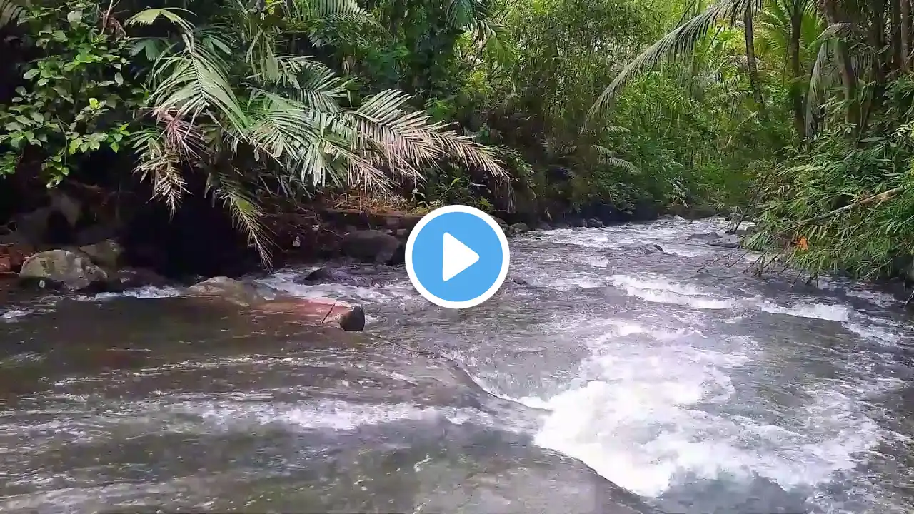 Peaceful River Flow for Deep Sleep and Focus Relaxing Water Sounds for Study for Meditation