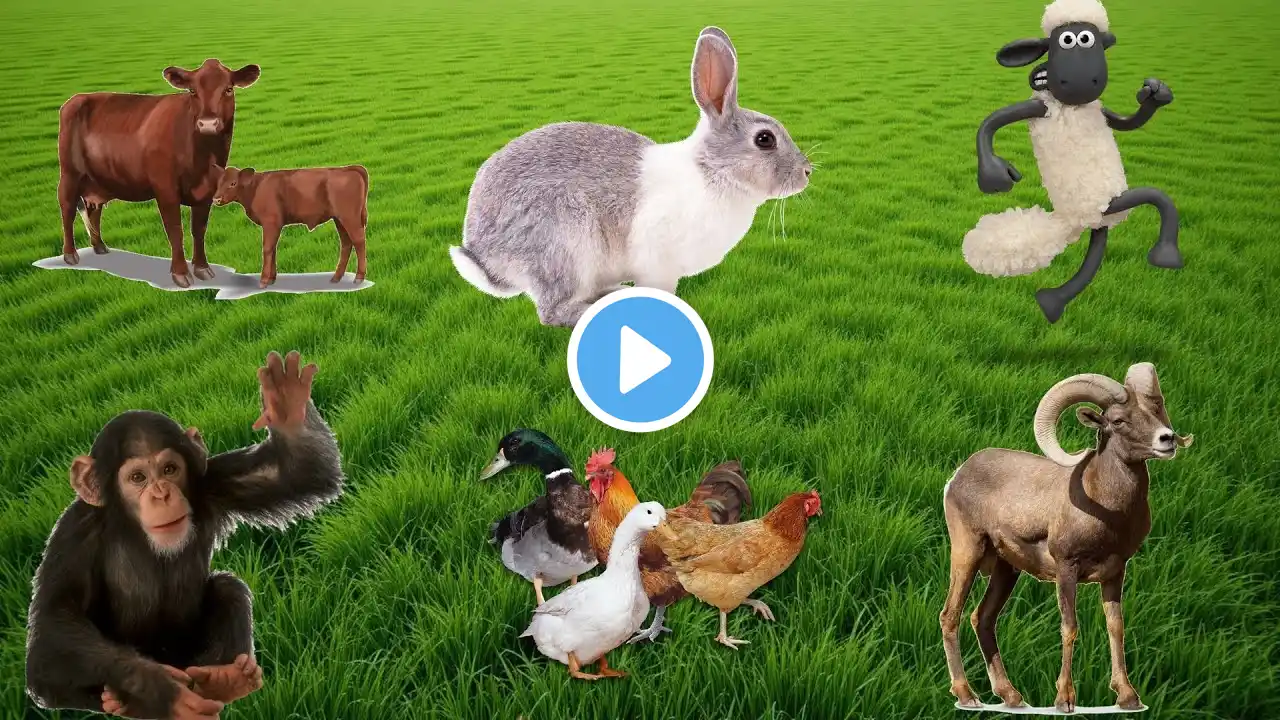 Farm Animal Sounds: Cow, Rabbit, Sheep, Monkey, Duck, Goat, Buffalo, Squirrel - Funny Animal Moments