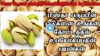 how to use pistha(Pistachio) shells in your garden/uses of pistha shells‪@EasyGardeningTamil‬