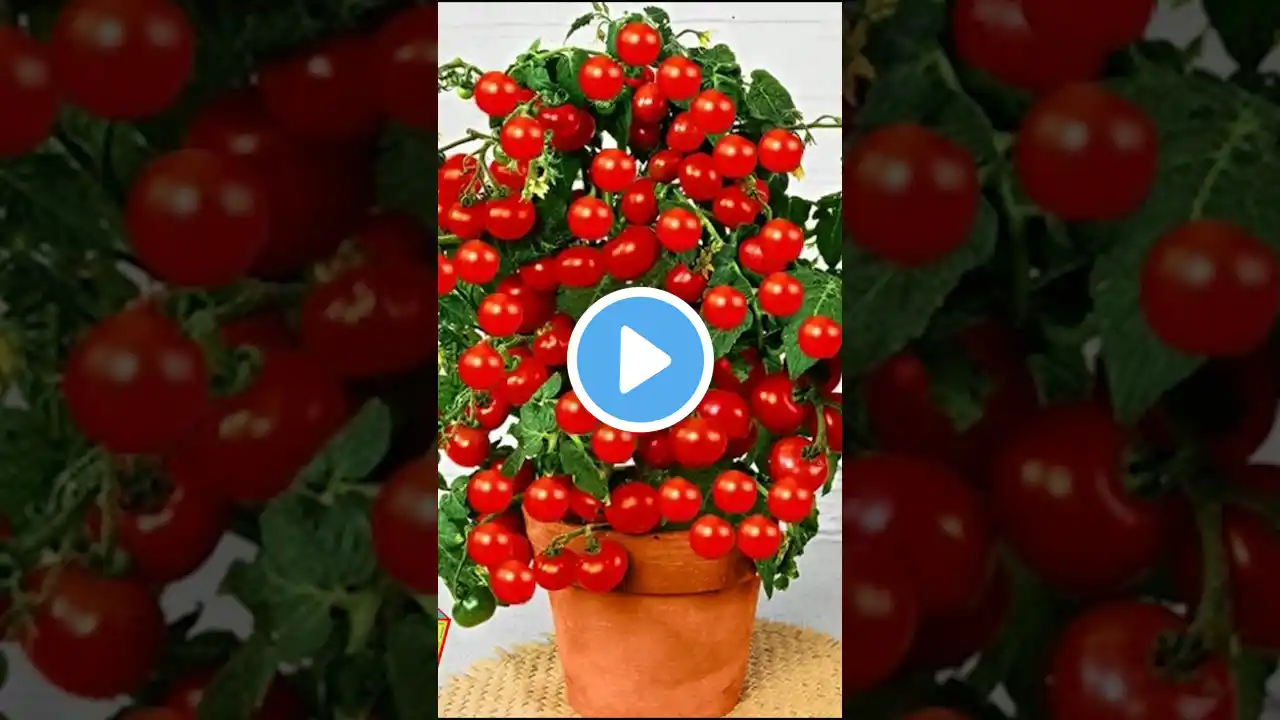 🍅Transforming a Tomato into a Tree: A Step-by-Step Guide #shorts