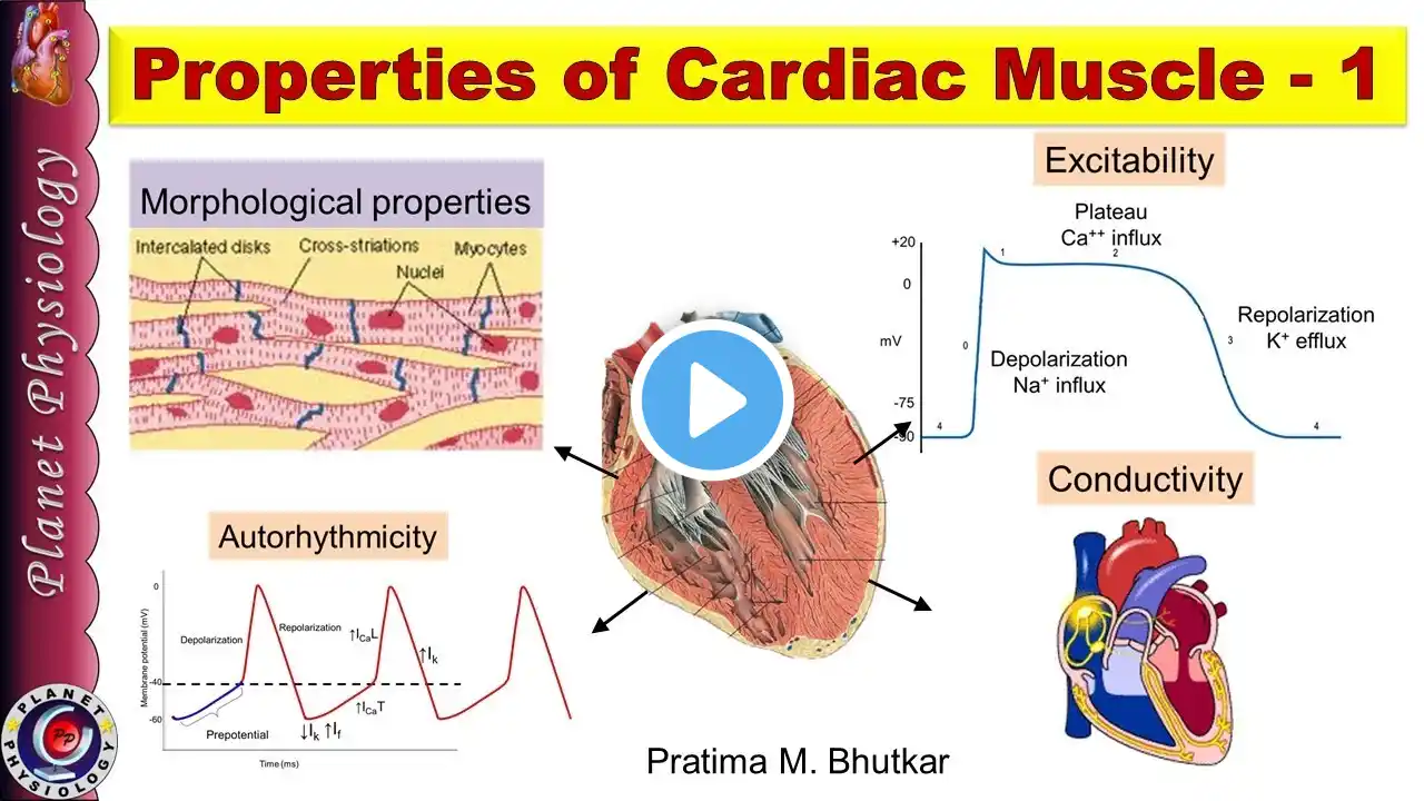 Properties of cardiac muscle- Part 1